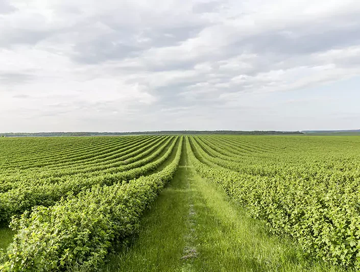 High angle farmland